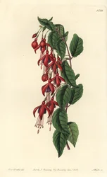 Fuchsia de Magellan - Fuchsia à colibri, Fuchsia magellanica