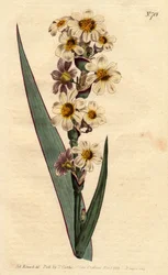 Marica à fleurs striées blanches, jaunes et pures