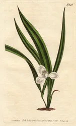 Marica des marais à petites fleurs blanches