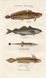 Poissons marins des eaux côtières européennes