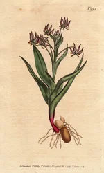 Mélanthium ramifié, avec de nombreuses petites fleurs lilas, bulbe et racines
