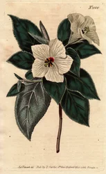 Melhania Sainte-Hélène avec fleurs blanches. Bois rouge de Sainte-Hélène avec fleurs blanches. Melhania erythroxylon. Gravure sur cuivre coloriée à la main d