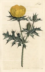 Argémone mexicaine (illustration de Sydenham Edwards, gravure de Sansom)