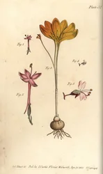 Monandrie, Crocus angustifolius et Circaea alpina (illustration de Sydenham Edwards)