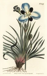 Aristée à fleurs de deuil