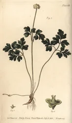 Muscade, Adoxa moschatellina (illustration de Sydenham Edwards, gravure de F. Sansom)