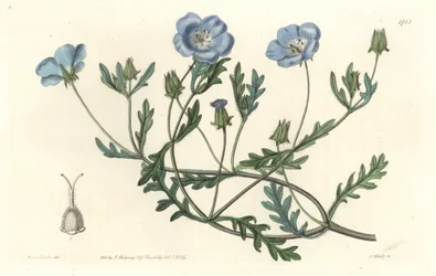 Namophile maculée, originaire de Californie