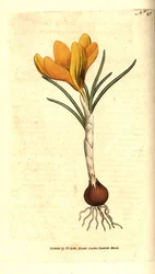 Crocus de Naples ou crocus de printemps, crocus vernus. Gravure à la main en couleur d