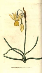Narcisse - Narcissus triandrus