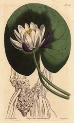 Nénuphar à grande fleur blanche devant sa feuille ronde. Gravure à la main par Sydenham Edwards du Botanical Magazine de William Curtis