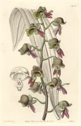 Orchidée Catasetum, fleurs bicolores, originaire de Guyane - du Botanical Register
