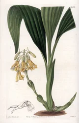 Orchidée : variété calanth avec des fleurs jaunes