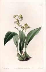 Orchidée : maxillaire en grappes - du Botanical Register de Sydenham Edwards