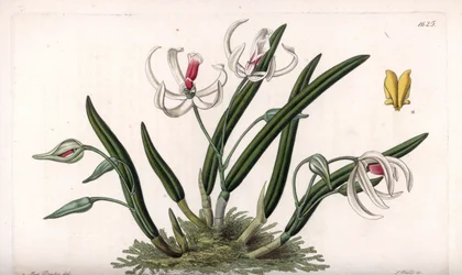 Orchidée : variété miniature de leptotes
