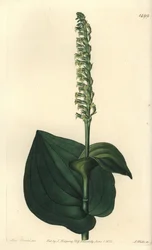 Orchidée - Gennaria diphylla