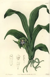 Variété d
