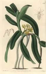Orchidée variété Saccolabium (illustration de M. Hart, gravure de S. Watts)