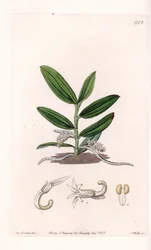Orchidée : variété de camphylocentrum - du Botanical Register de Sydenham Edwards