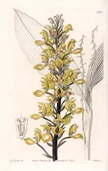 Orchidée : variété de govenia - Planche gravée par S. Watts, d