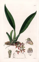 Orchidée : variété de macradenia, originaire de Guyane - Gravure par S. Watts d