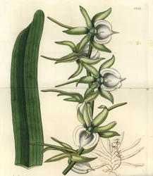 Variété d