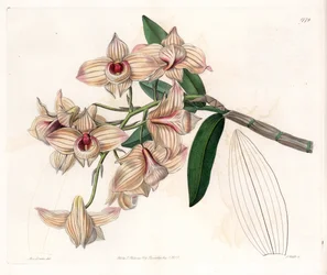 Orchidée : variété de Dendrobium