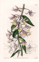 Orchidée : variété de Dendrobium, originaire d