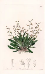 Orchidée : variété d