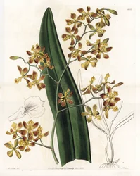 Orchidée : variété d