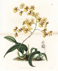 Orchidée : variété d