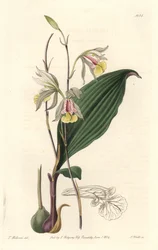 Orchidée, Bletia américaine - du Botanical Register