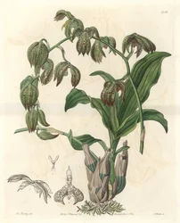 Orchidée Catasetum, originaire du Brésil