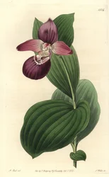 Orchidée sabot de Vénus à grandes fleurs - Cypripedium macranthos