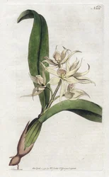 Orchidée epidendrum fragfumée