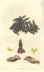 Orchidée epidendrum d