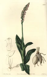 Orchidée neotine - Neotinea maculata