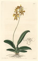 Orchidée oncidium jaune, originaire du Brésil - Eau-forte par S. Watts d