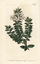 Myrte d