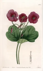 Oxalis de Bowie - Gravure de S. Watts, d