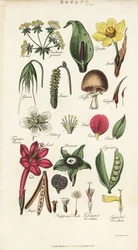 Parties de fleurs incluant pétale, nectaire, glume, graine, spathe, bractée, légume, etc.