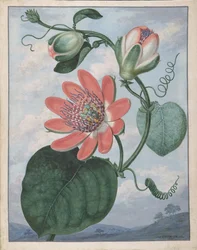 Fleur de la passion, 1799