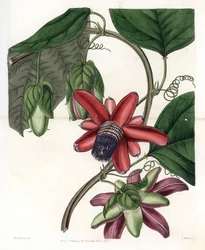 Passion variété