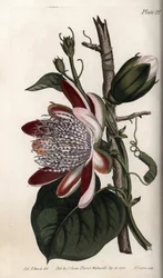 Passiflore, bourgeon et fleur