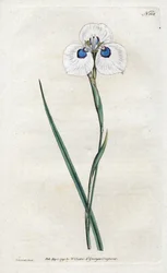Iris paon - Lithographie de Sydenham Edwards (1768-1819), planche tirée du Botanical Magazine de William Curtis (1746-1799)