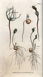 Pois, graines de légumineuses à différents stades de germination. Gravure sur cuivre coloriée, illustration de Sydenham Edwards (1768-1819) pour Conferences of Botanical, jardin botanique de Lambeth (Angleterre)