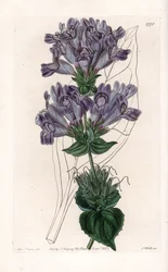 Penstemon variété - Gravure de S. Watts, d