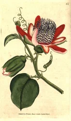 Grenadille parfumée - Passiflora alata