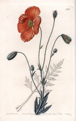 Pavot persan variété - Gravé par S. Watts, d