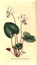 Cyclamen persan