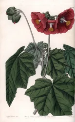 Phymosia variété, fleurs rouges, originaire du Mexique